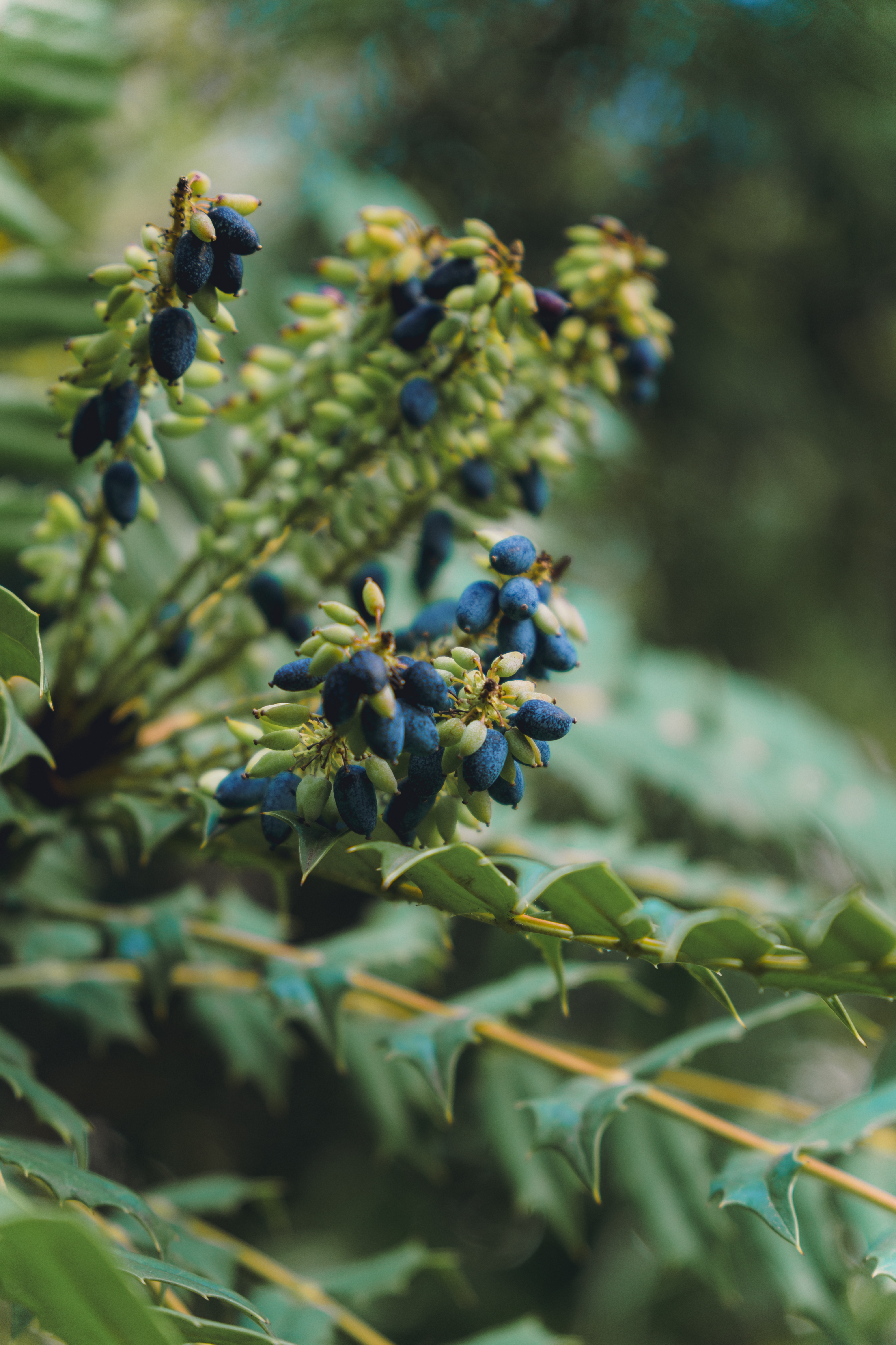 Leatherleaf Mohonia